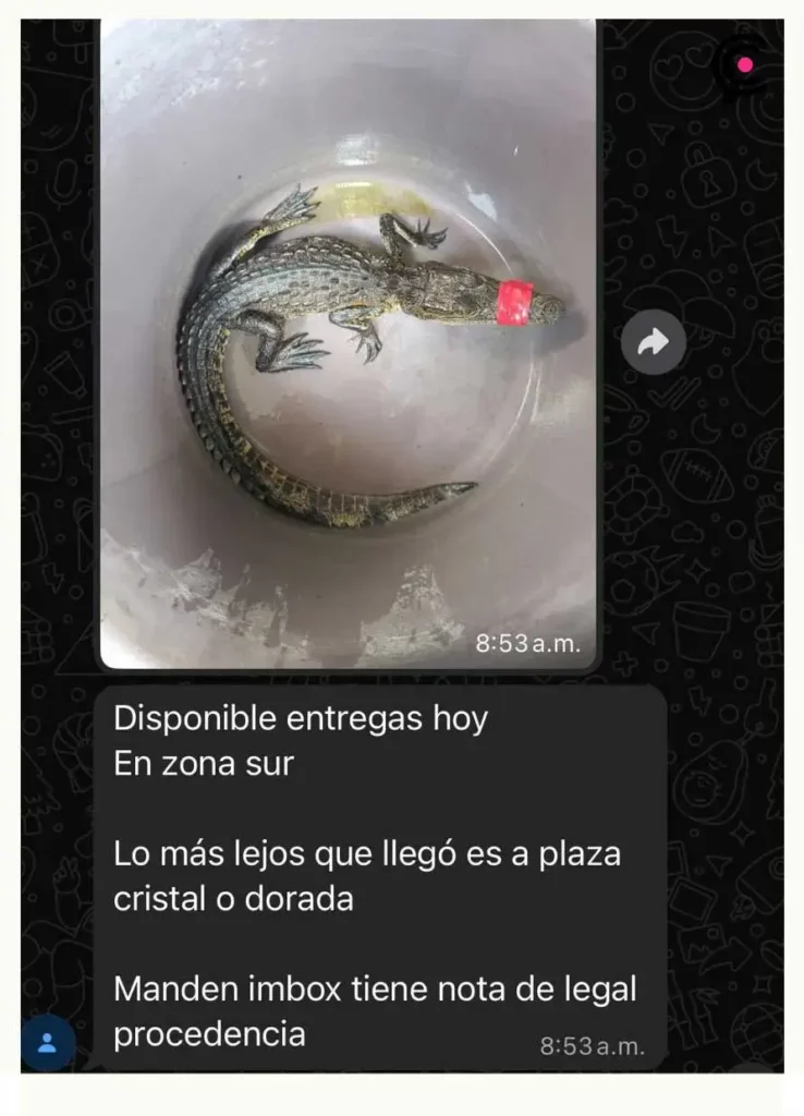 Denuncian tráfico de fauna exótica en Puebla vía WhatsApp; solicitan intervención de Profepa
