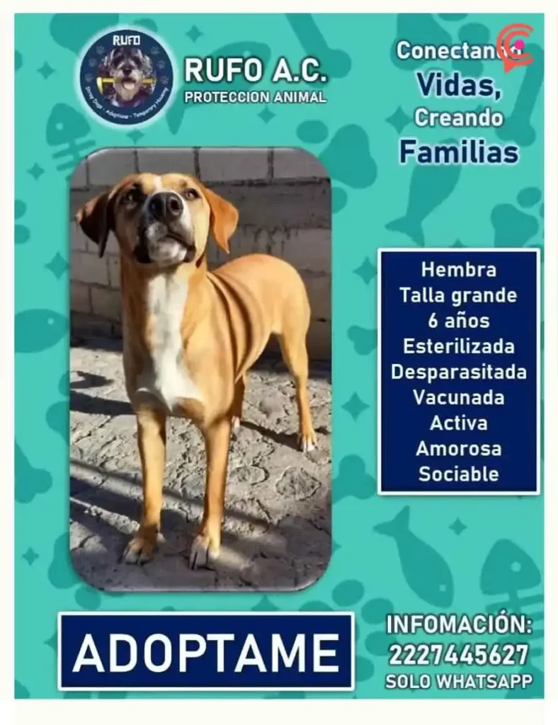 Asociación Rufo lleva más de diez años dedicándose al rescate de animales en Puebla