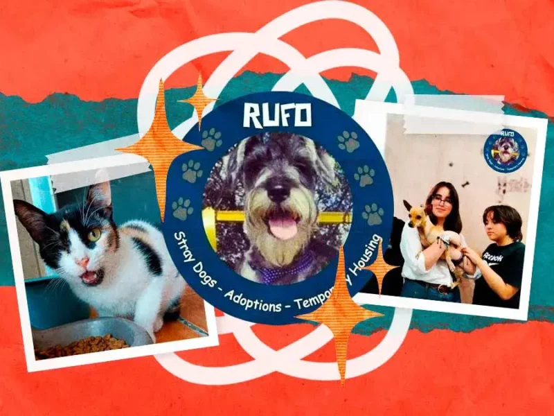 Asociación Rufo lleva más de diez años dedicándose al rescate de animales en Puebla