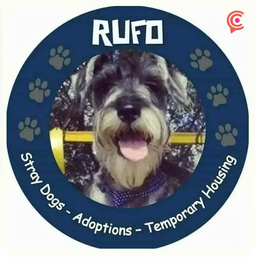 Asociación Rufo lleva más de diez años dedicándose al rescate de animales en Puebla