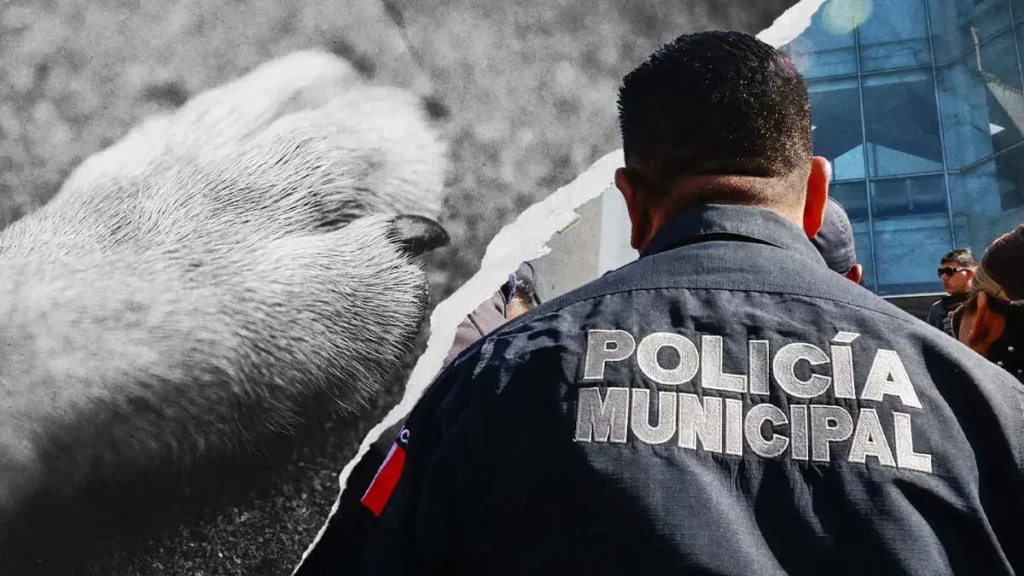 Policías de Acatlán de Osorio son destituidos tras atropellar intencionalmente a un perro 