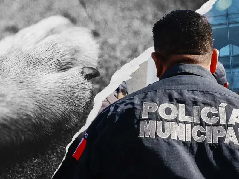 Policías de Acatlán de Osorio son destituidos tras atropellar intencionalmente a un perro 