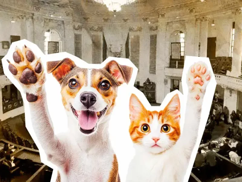 Congreso de Ciudad de México reconoció a los animales como seres sintientes y avala custodia compartida