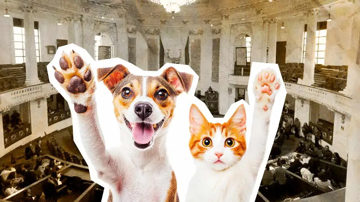 Congreso de Ciudad de México reconoció a los animales como seres sintientes y avala custodia compartida
