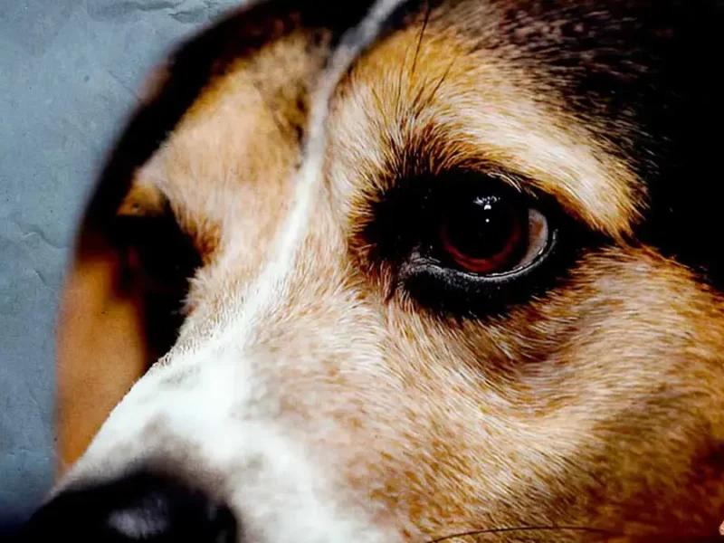 Regidor auxiliar de Chiautla de Tapia en Puebla, arrastró a un perro con su motocicleta