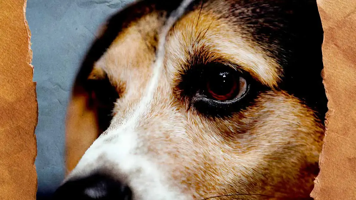 Regidor auxiliar de Chiautla de Tapia en Puebla, arrastró a un perro con su motocicleta