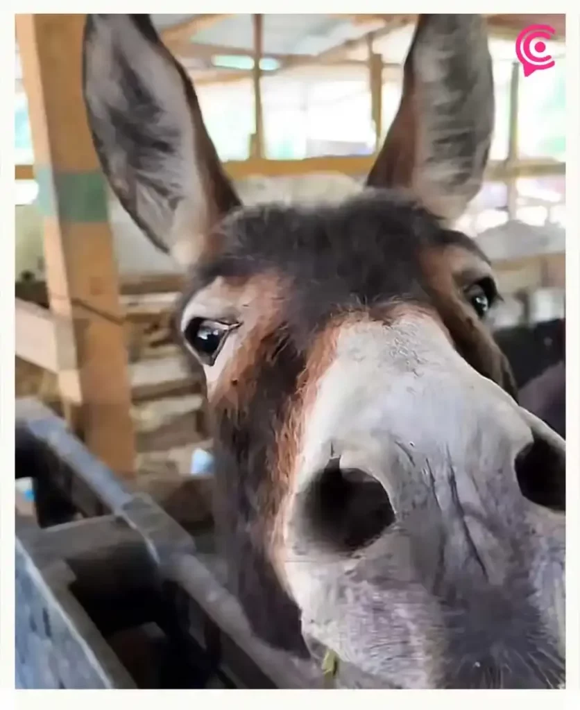 burro