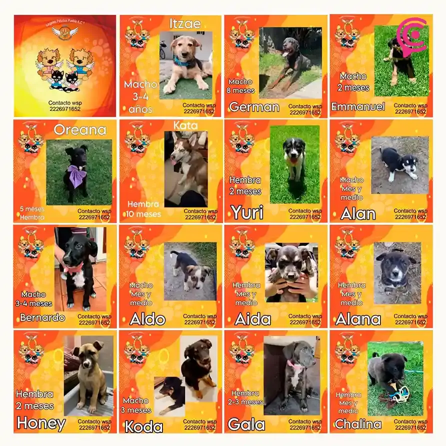 Albergue Ángeles Peludos Puebla pone en adopción a lomitos ¡Conócelos! 