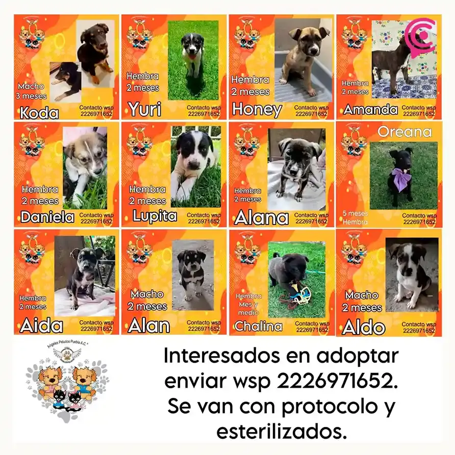 Albergue Ángeles Peludos Puebla pone en adopción a lomitos ¡Conócelos! 