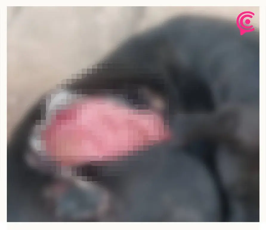 Perrita es quemada con agua hirviendo en Zacapoaxtla, Puebla; activistas exigen justicia 