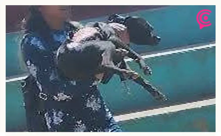 Perrita es quemada con agua hirviendo en Zacapoaxtla, Puebla; activistas exigen justicia 