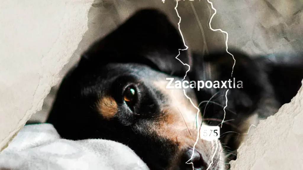 Perrita es quemada con agua hirviendo en Zacapoaxtla, Puebla; activistas exigen justicia 