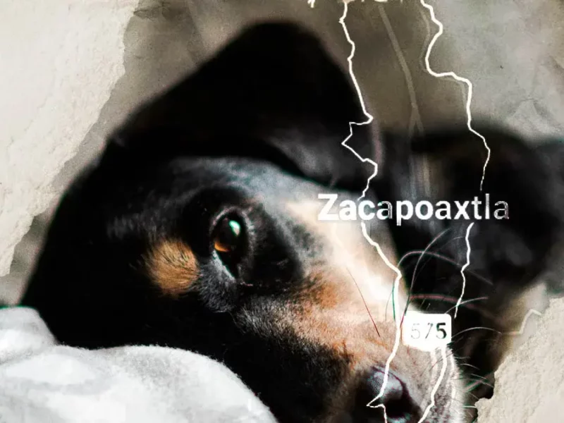 Perrita es quemada con agua hirviendo en Zacapoaxtla, Puebla; activistas exigen justicia 