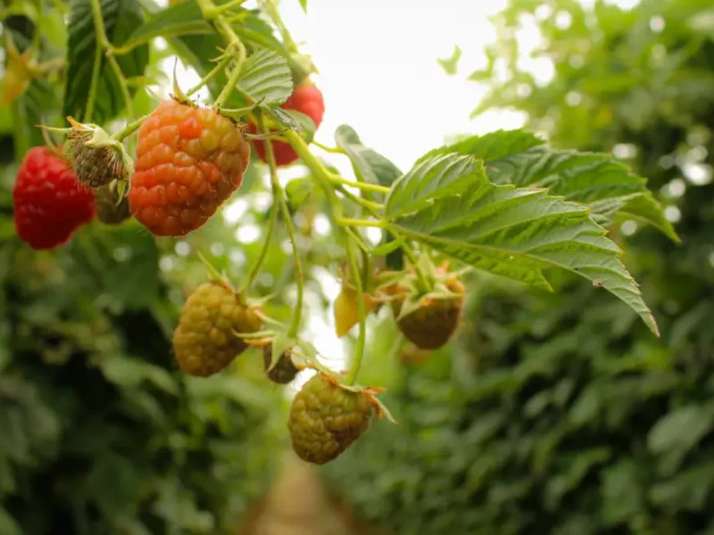 Roberto Solís da inicio a la Feria de las Berries 2025 en San Diego Buenavista