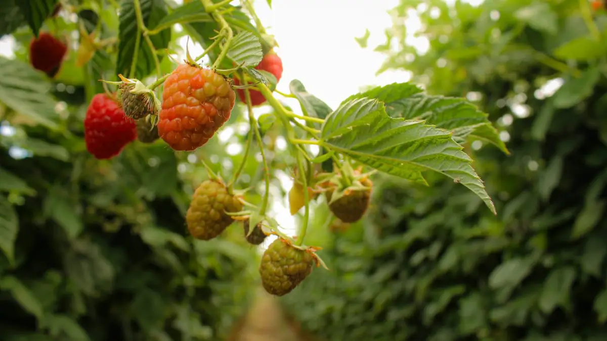 Roberto Solís da inicio a la Feria de las Berries 2025 en San Diego Buenavista