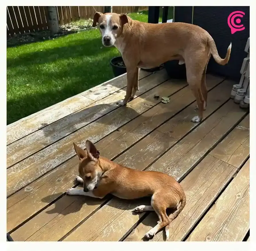 Venta ilegal de mascotas en Analco cobra la vida de seis cachorros en Puebla