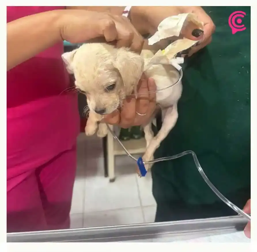 Venta ilegal de mascotas en Analco cobra la vida de seis cachorros en Puebla