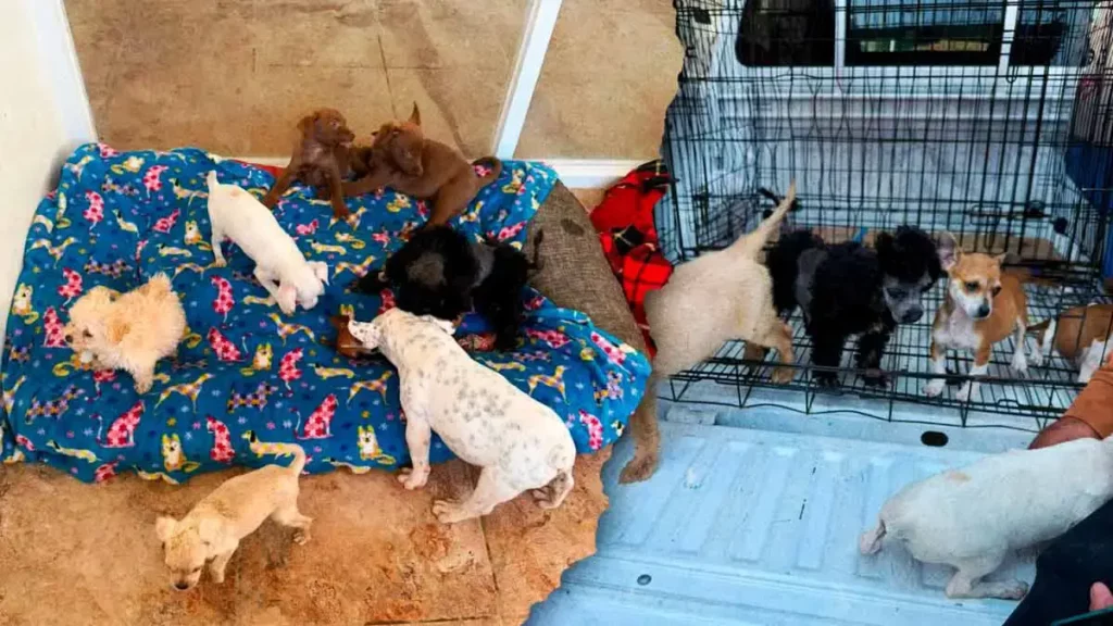 Venta ilegal de mascotas en Analco cobra la vida de seis cachorros en Puebla 