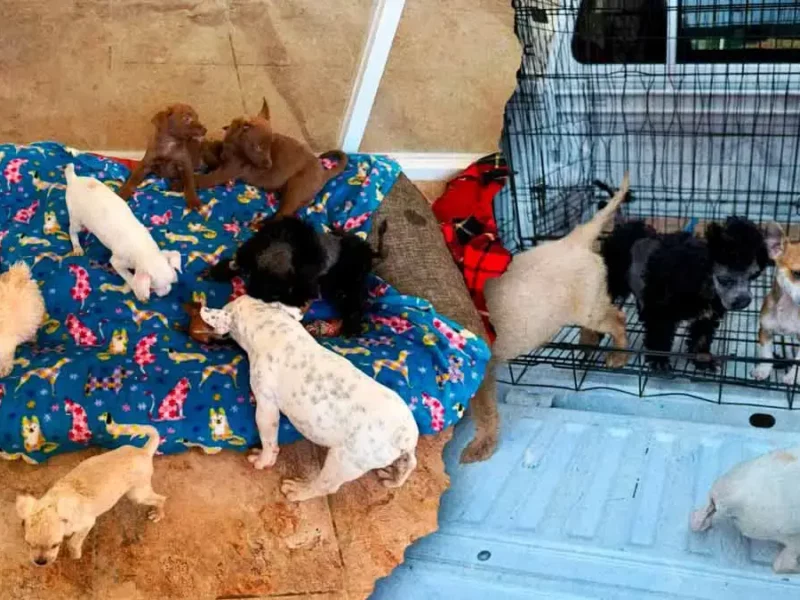 Venta ilegal de mascotas en Analco cobra la vida de seis cachorros en Puebla 