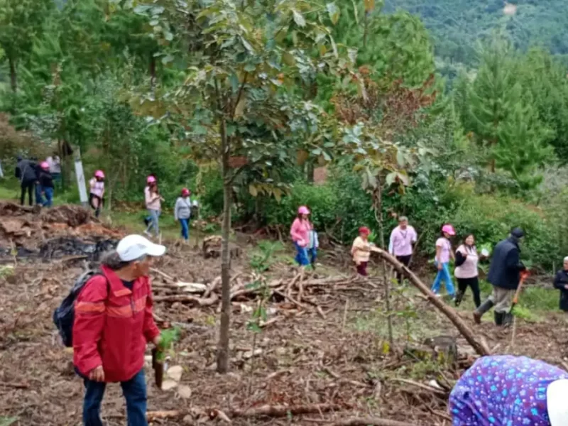 Penúltima jornada de reforestación 2025; Zacatlán va por la meta de 320 mil árboles para este año