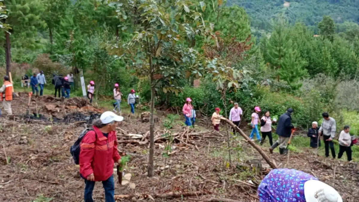 Penúltima jornada de reforestación 2025; Zacatlán va por la meta de 320 mil árboles para este año