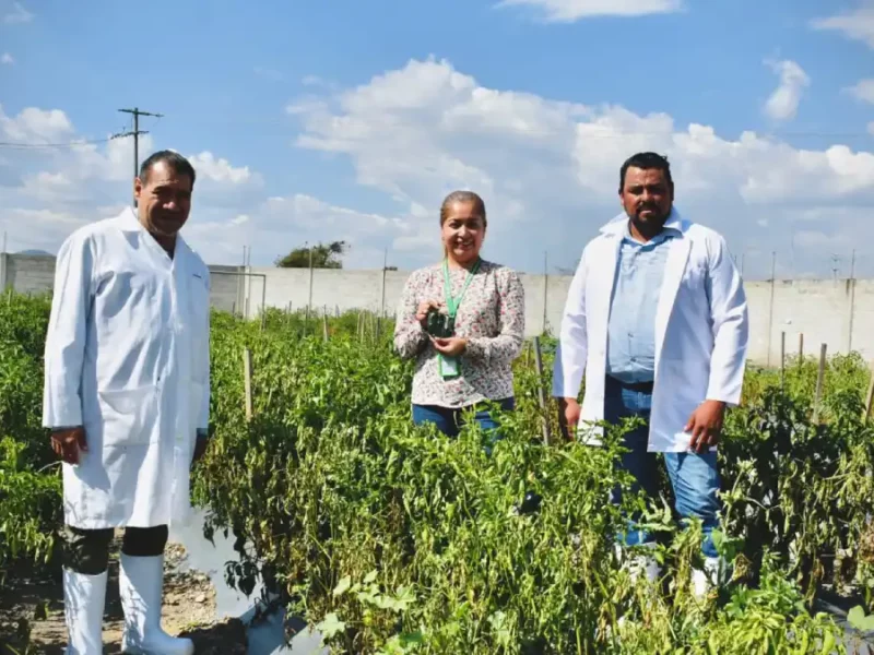 Verduras cultivadas en huerto de traspatio del rastro municipal son aptas para consumo humano