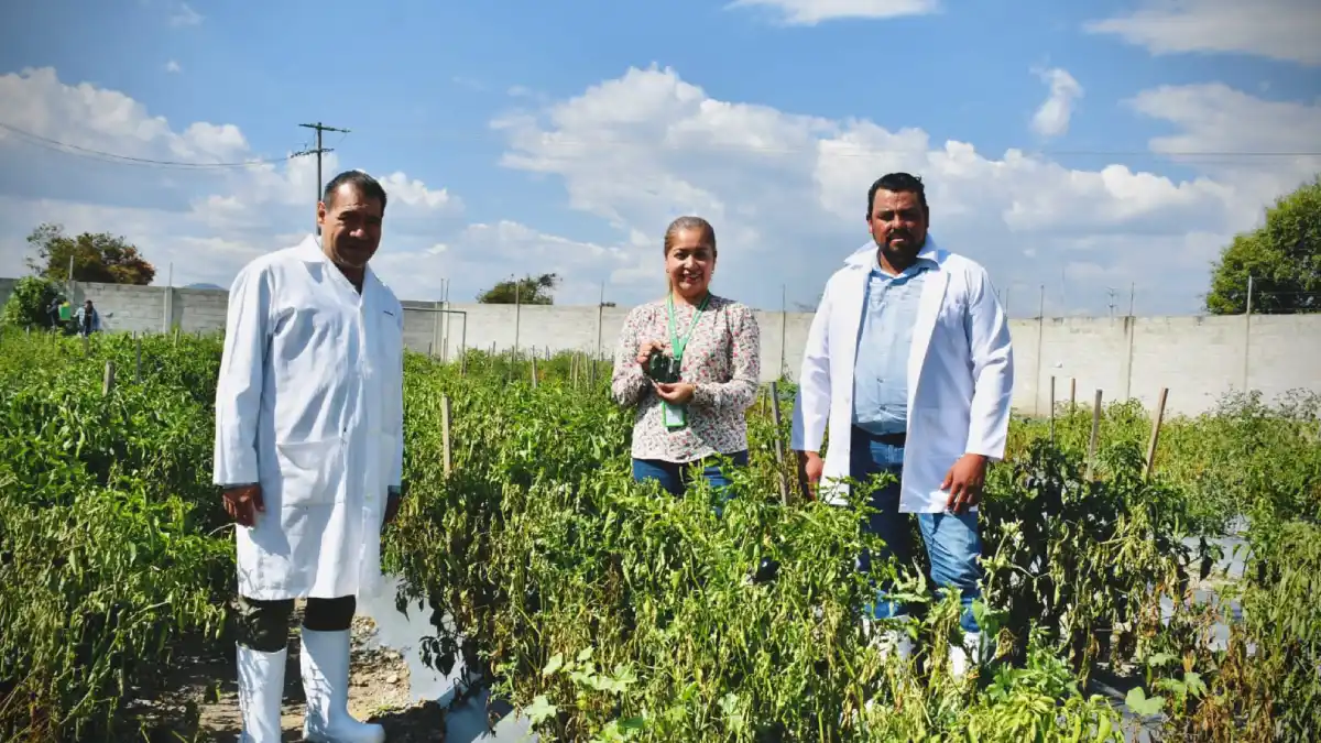 Verduras cultivadas en huerto de traspatio del rastro municipal son aptas para consumo humano