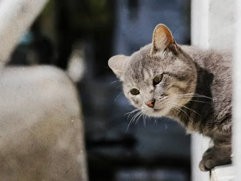 IMACP lanza concurso de fotografía de gatos del Panteón Municipal