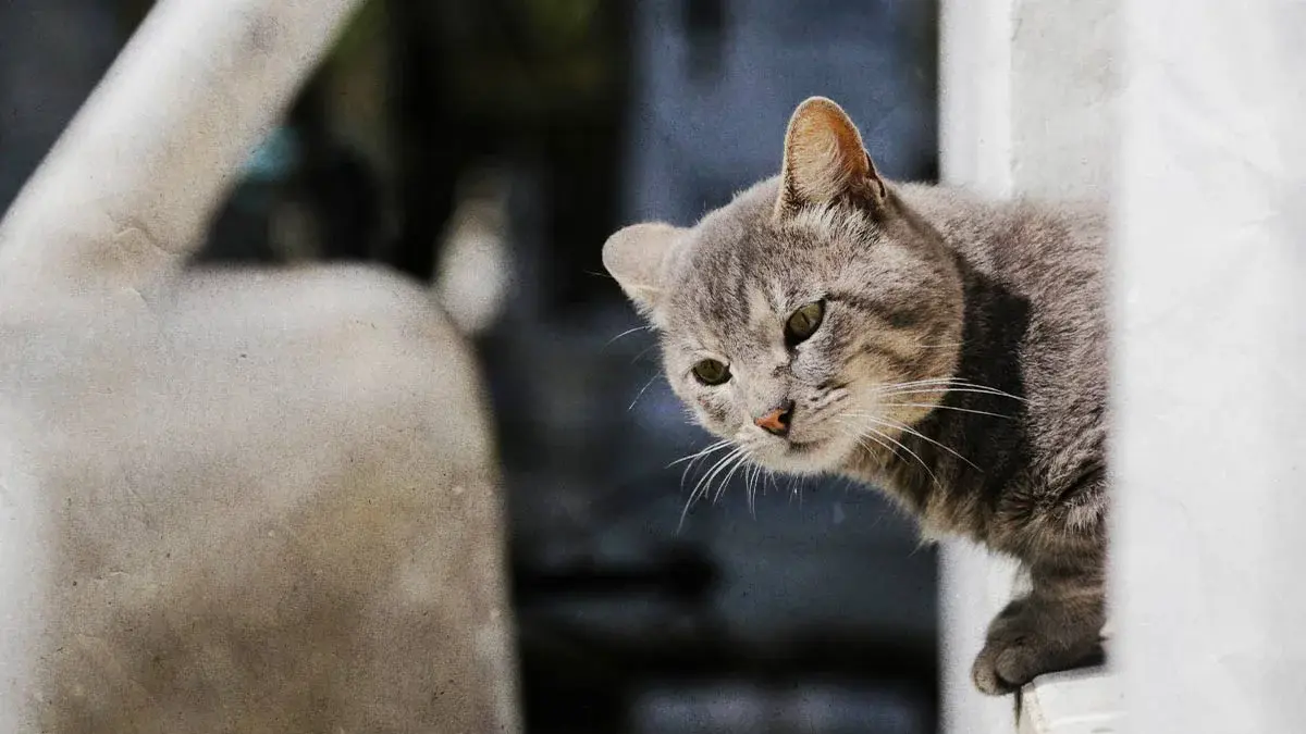 IMACP lanza concurso de fotografía de gatos del Panteón Municipal