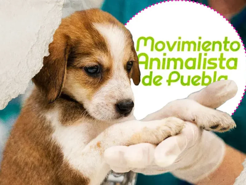 Movimiento Animalista de Puebla anuncia campañas de esterilización durante septiembre
