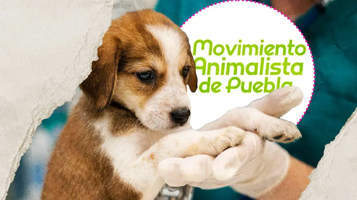 Movimiento Animalista de Puebla anuncia campañas de esterilización durante septiembre