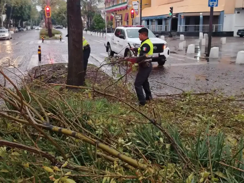 Atienden Protección Civil Municipal, Estatal y Control de Tránsito caída de árbol en la Avenida Juárez, descartan personas lesionadas