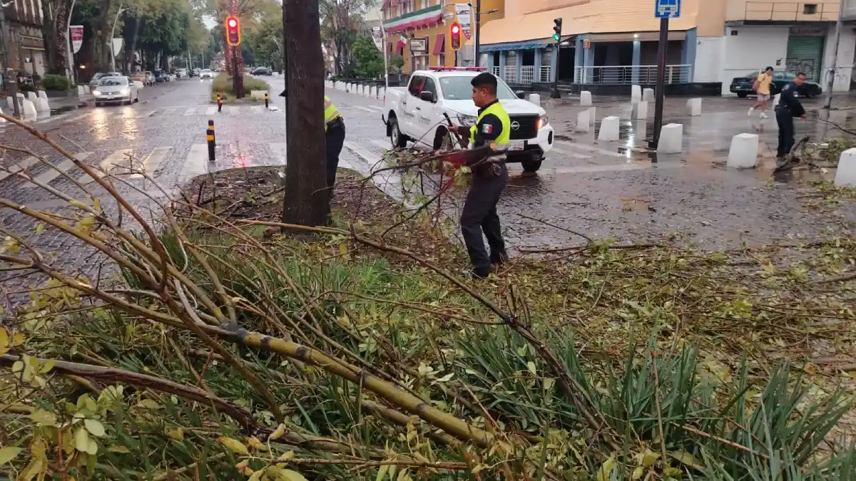 Atienden Protección Civil Municipal, Estatal y Control de Tránsito caída de árbol en la Avenida Juárez, descartan personas lesionadas