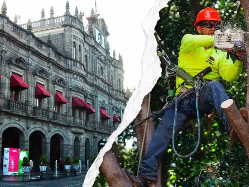 Ayuntamiento contratará a empresa que dictamine árboles que deban ser derribados en Puebla 