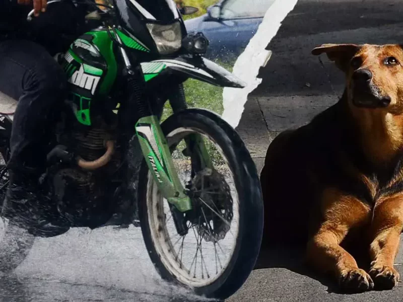 Motociclista atropelló intencionalmente a un perro en San Gabriel Chilac, Puebla