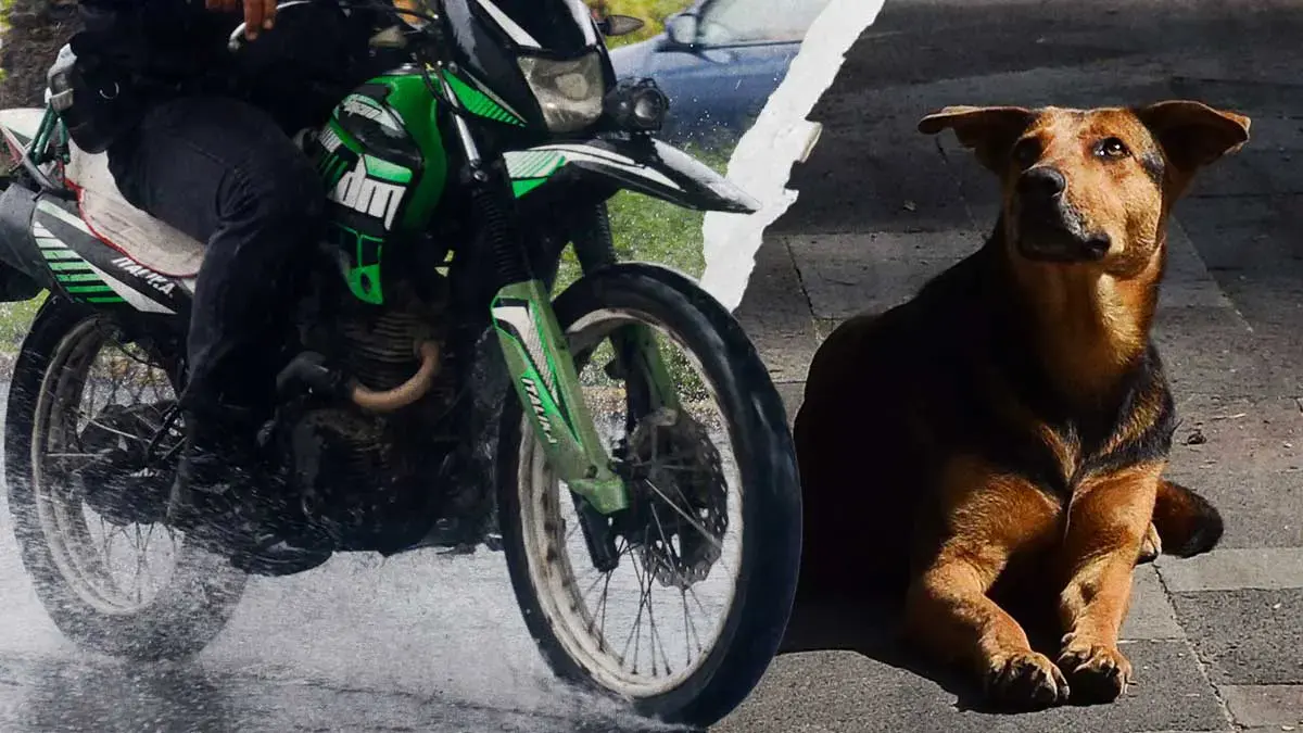 Motociclista atropelló intencionalmente a un perro en San Gabriel Chilac, Puebla