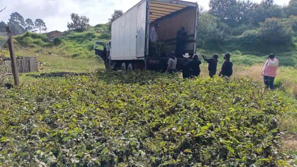 Árboles de nuez de Castilla y de Higo serán plantados en escuelas y áreas verdes de Zacatlán