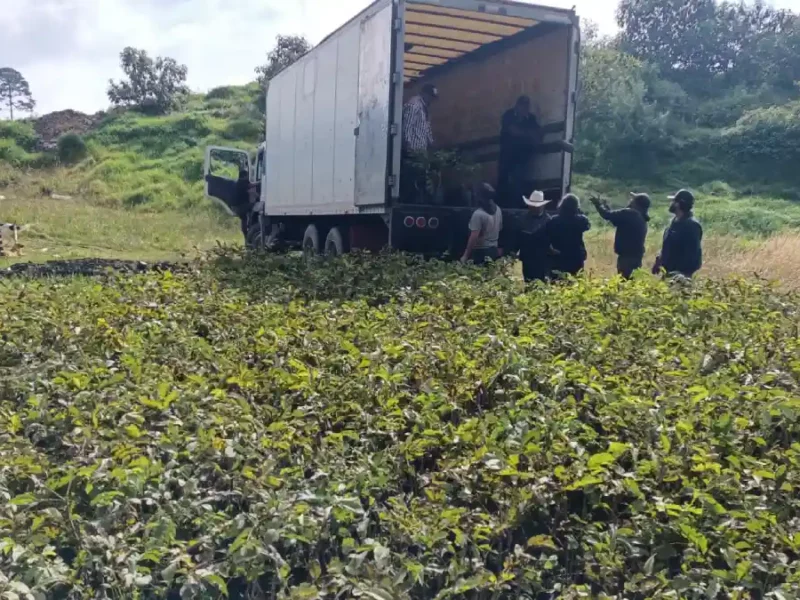 Árboles de nuez de Castilla y de Higo serán plantados en escuelas y áreas verdes de Zacatlán