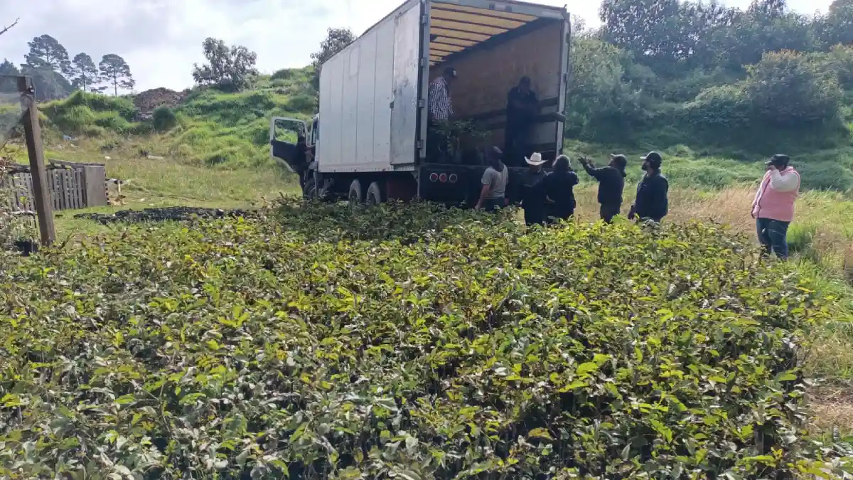 Árboles de nuez de Castilla y de Higo serán plantados en escuelas y áreas verdes de Zacatlán