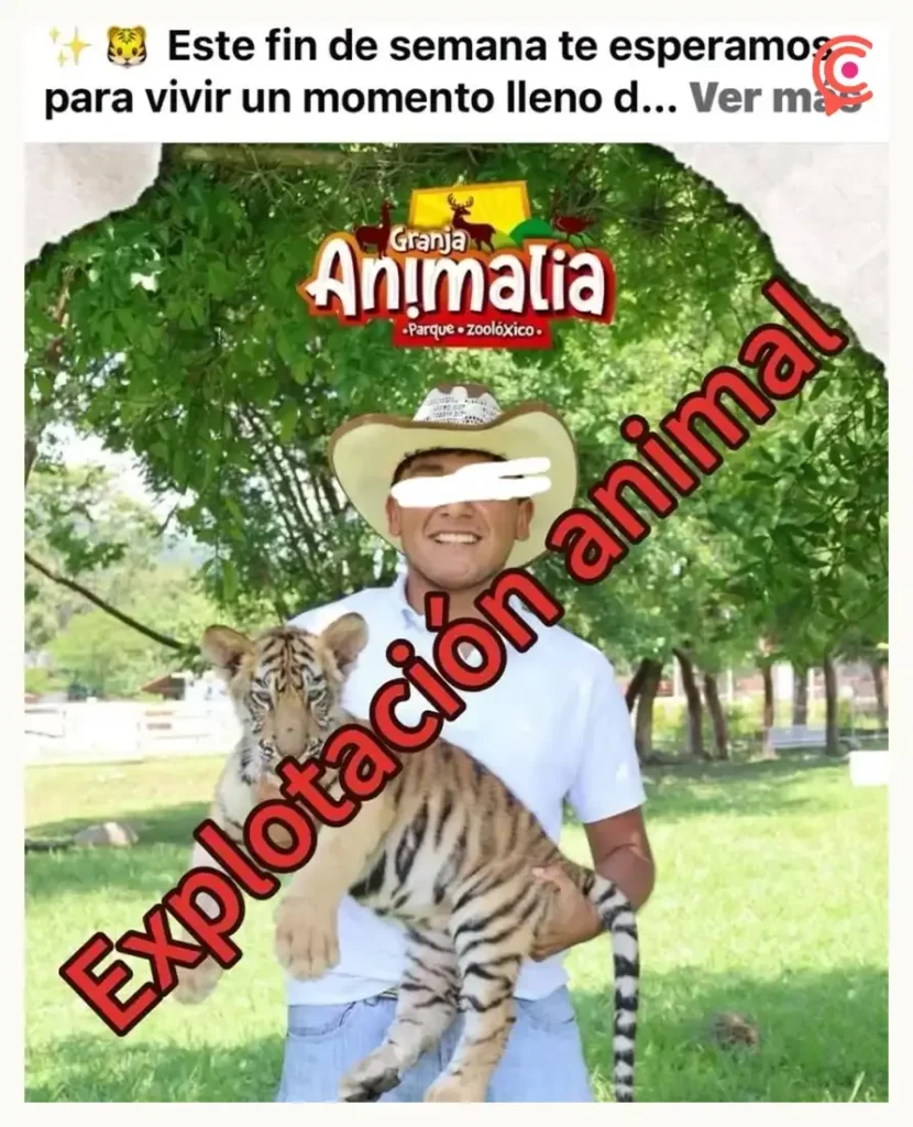 Olimpia Coral expone explotación animal en parque de Xicotepec; acusa al alcalde de lucrar con crías