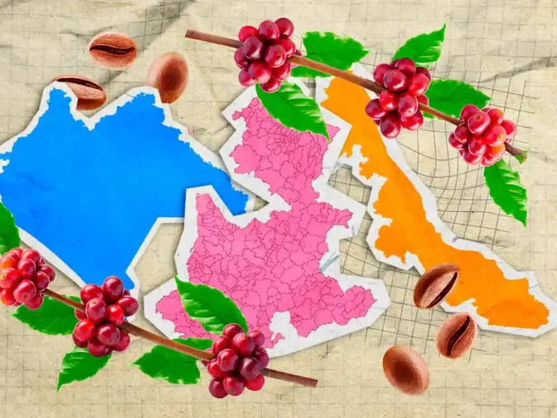 Puebla, Chiapas y Veracruz concentran el 90% de la producción de café en México