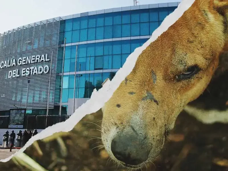 Fiscalía de Puebla abre carpeta de investigación por caso de maltrato animal en Tehuacán