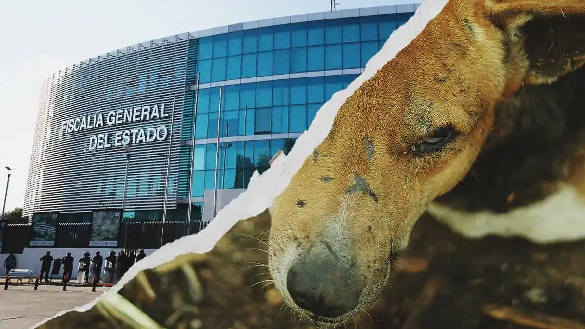 Fiscalía de Puebla abre carpeta de investigación por caso de maltrato animal en Tehuacán