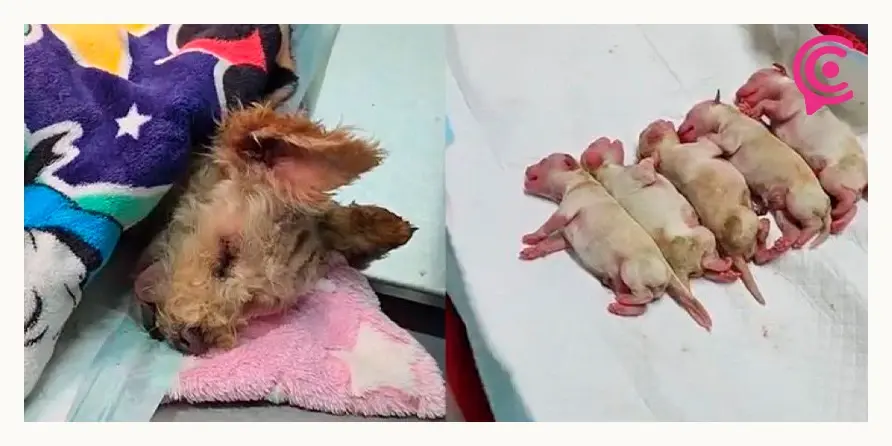 Héroes sin capa salvan vidas y una perrita embarazada tras explosión de pipa en Iztapalapa