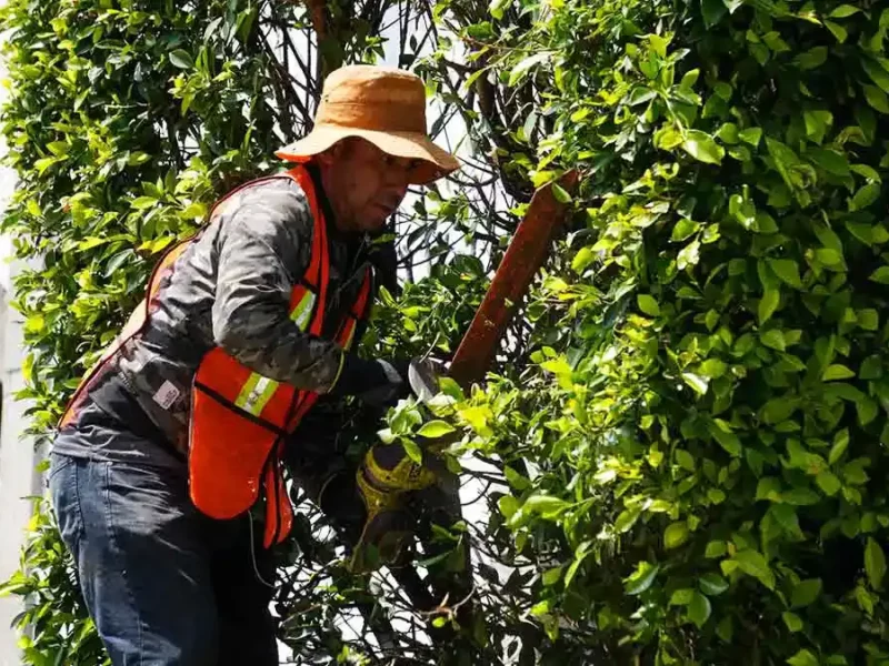 Ayuntamiento de Puebla intervendrá 8 mil 500 árboles no atendidos por la administración anterior
