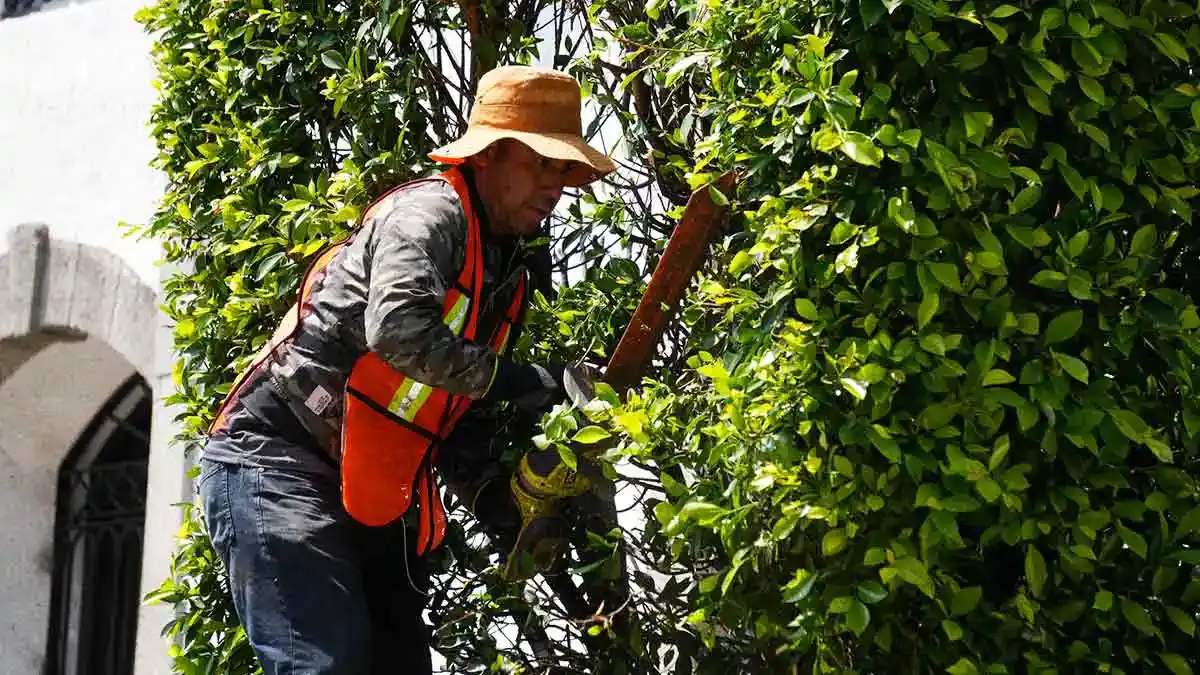 Ayuntamiento de Puebla intervendrá 8 mil 500 árboles no atendidos por la administración anterior
