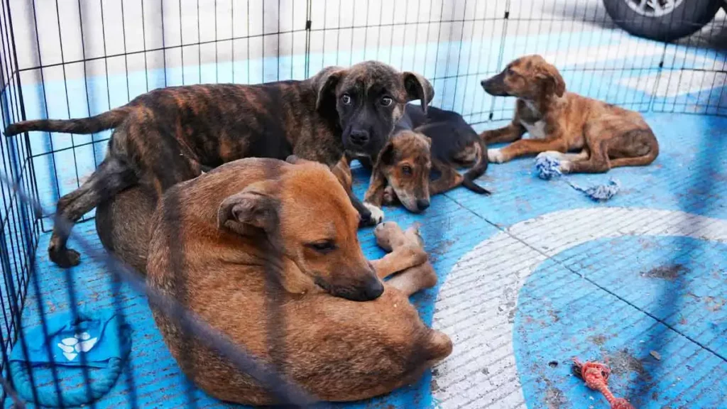Célula de Bienestar Animal del Parque Bicentenario en Puebla estará lista en julio 2026