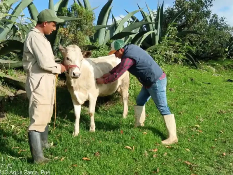 Avanza el Programa de Desparasitación y Vitaminización de Ganado en Zacatlán