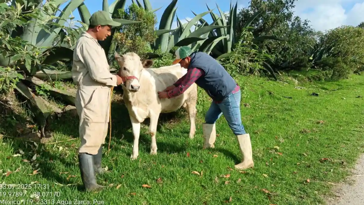 Avanza el Programa de Desparasitación y Vitaminización de Ganado en Zacatlán