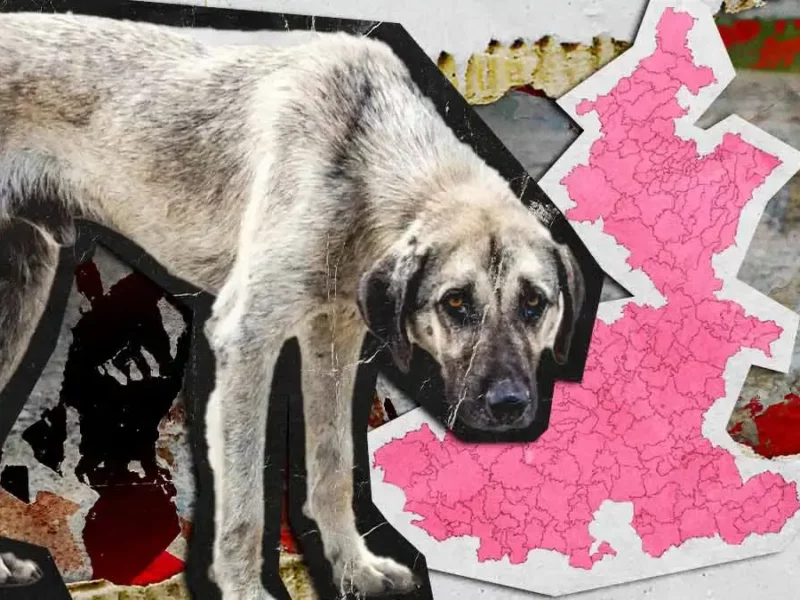 Puebla identifica ocho municipios con más casos de maltrato animal